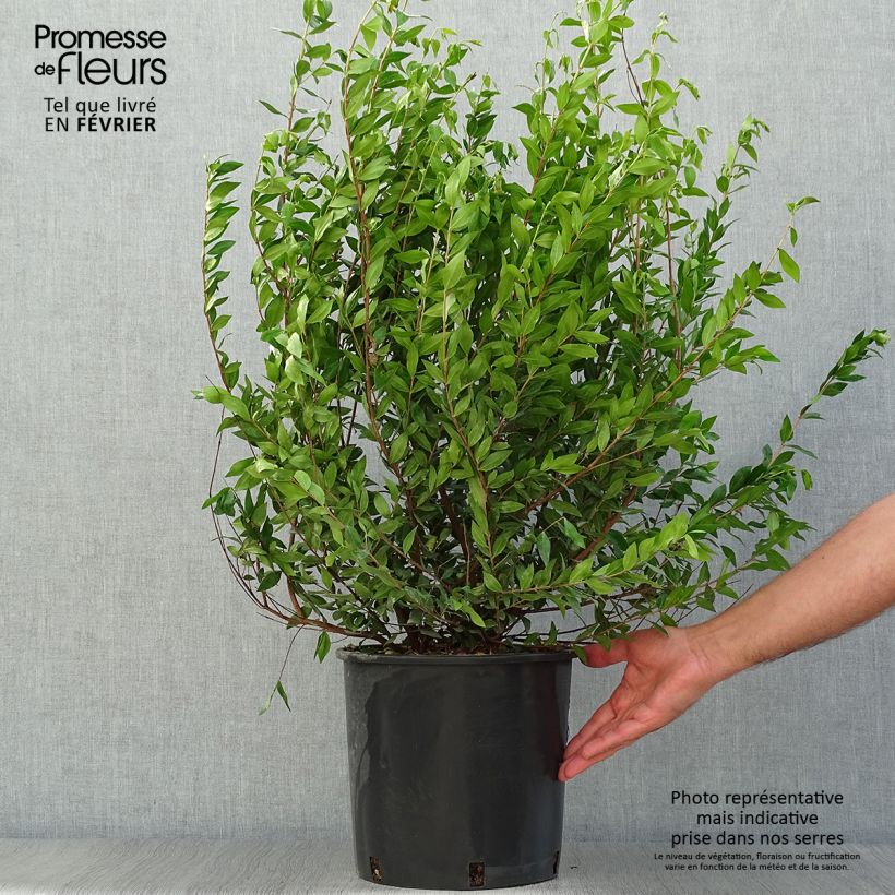 Spécimen de Myrtus communis - Myrte commun Pot de 7,5L/10L tel que livré en automne