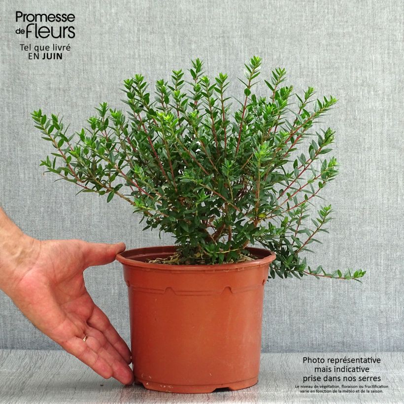 Spécimen de Myrtus communis Tarentina - Myrte commun  Pot de 2L/3L tel que livré en été