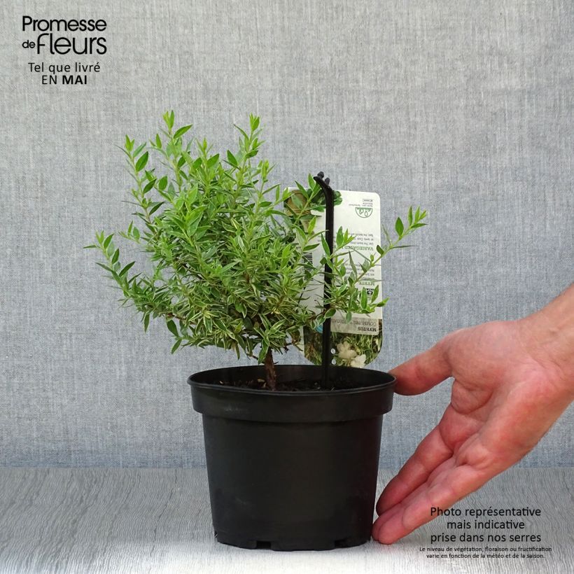 Spécimen de Myrtus communis Variegata - Myrte panaché tel que livré en printemps