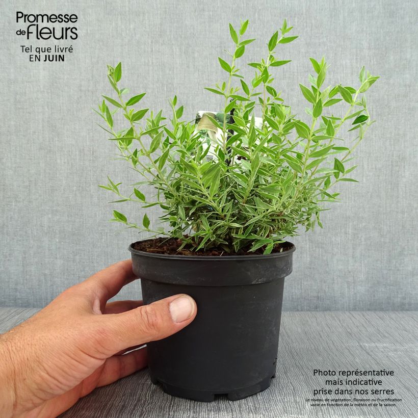 Spécimen de Myrtus communis Variegata - Myrte panaché Pot de 1,5L/2L tel que livré en été