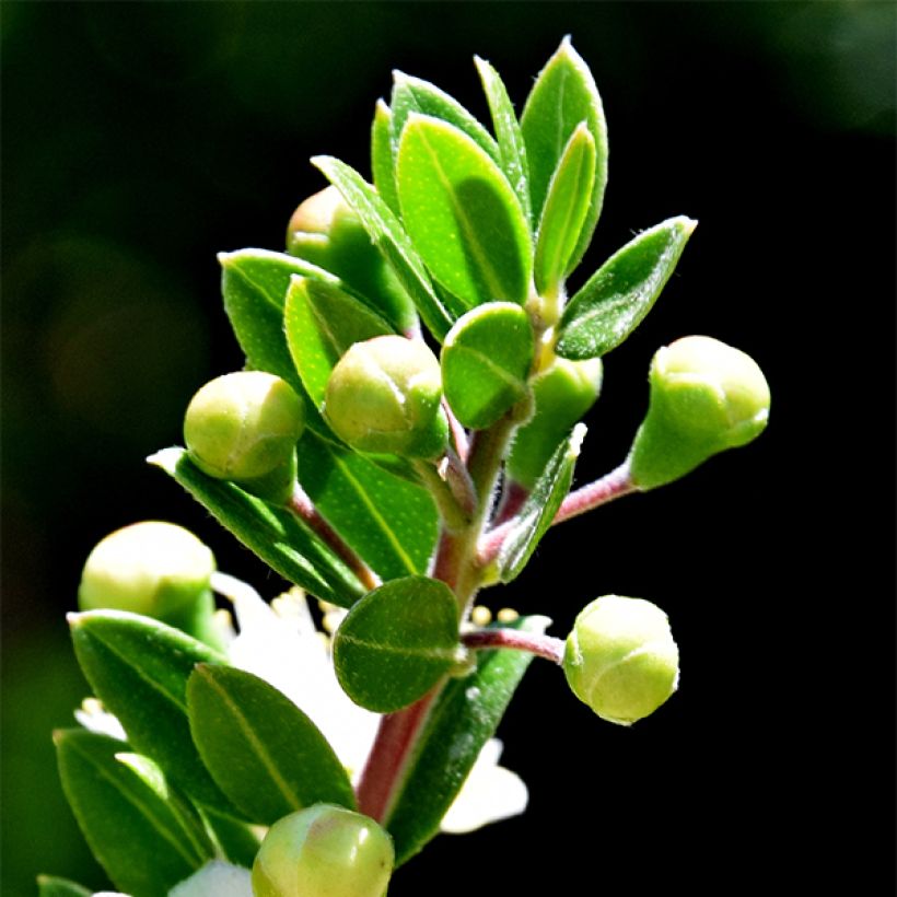 Myrtus communis Tarentina - Myrte commun  (Feuillage)