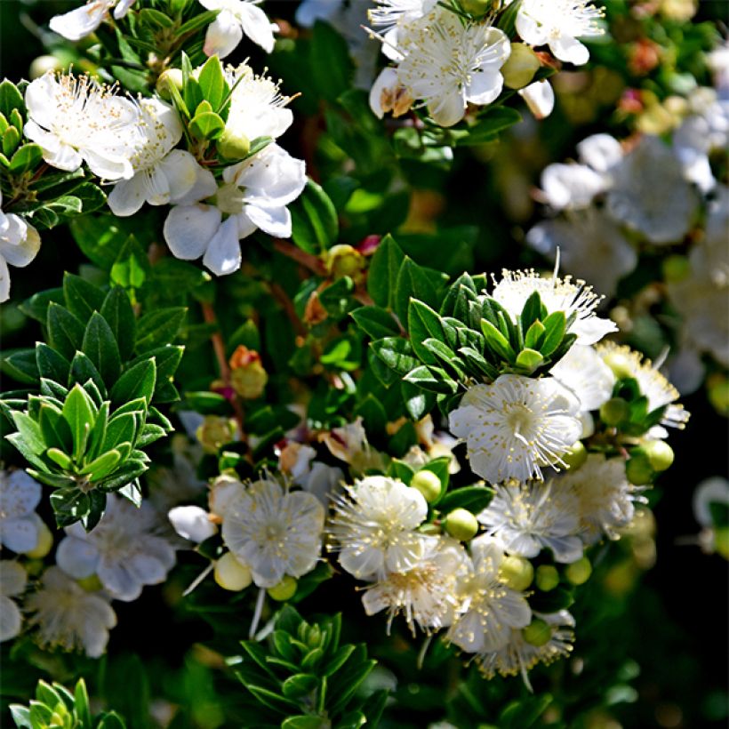 Myrtus communis Tarentina - Myrte commun  (Floraison)