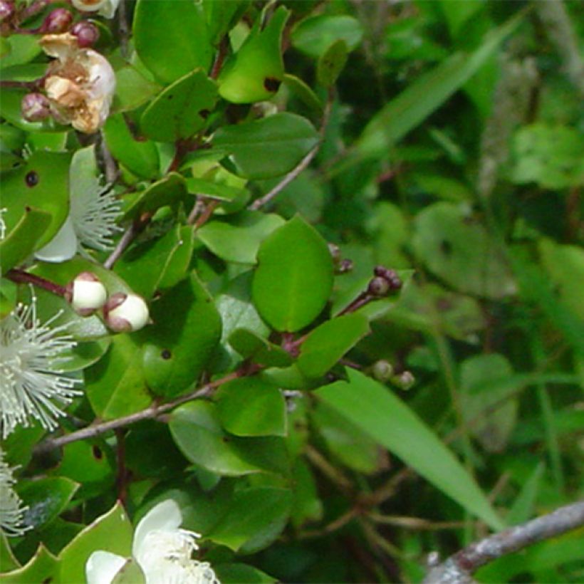 Myrtus luma - Myrte du Chili (Feuillage)