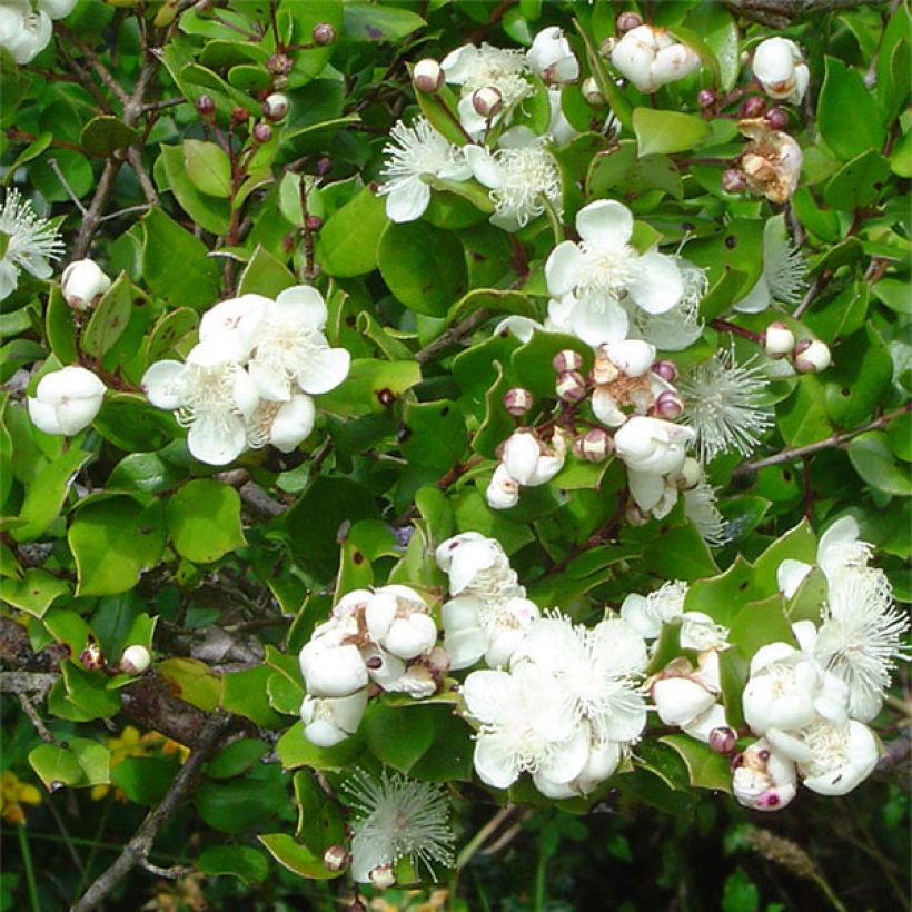 Myrtus luma - Myrte du Chili (Floraison)