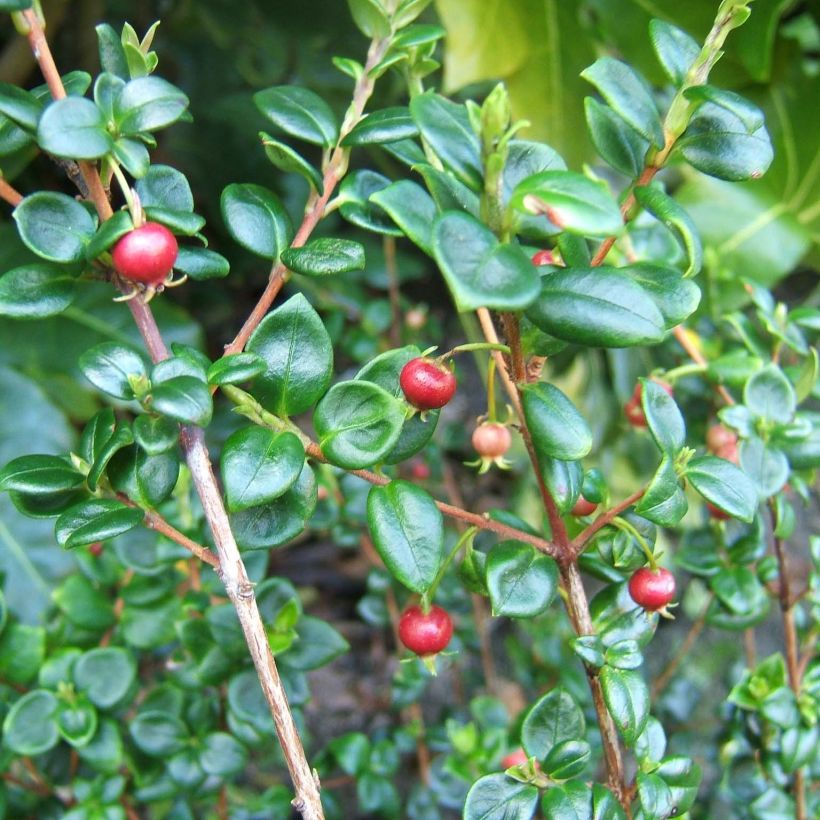 Myrtus ugni (Feuillage)