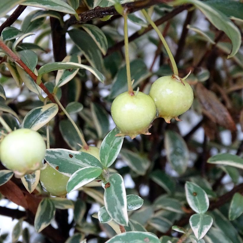 Myrtus ugni Flambeau - Myrte ugni (Récolte)