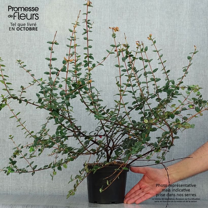 Spécimen de Myrtus ugni Pot de 2L/3L tel que livré en automne