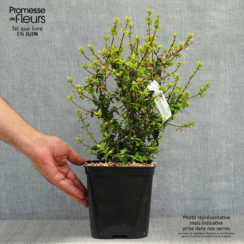 Spécimen de Myrtus ugni - Ugni molinae Butterball  Pot de 2L/3L tel que livré en été