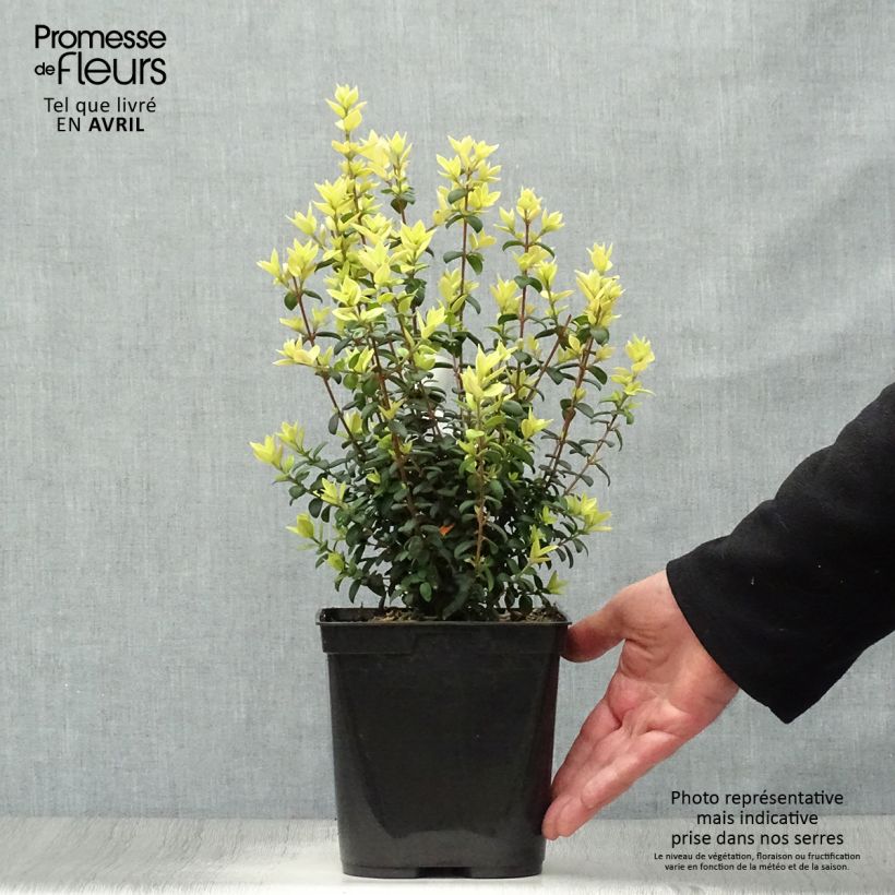 Spécimen de Myrtus ugni - Ugni molinae Butterball  Pot de 3L tel que livré au printemps