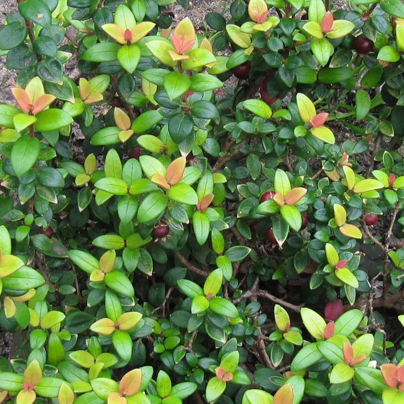 Myrtus ugni - Ugni molinae Butterball  (Feuillage)