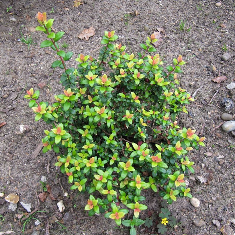 Myrtus ugni - Ugni molinae Butterball  (Port)