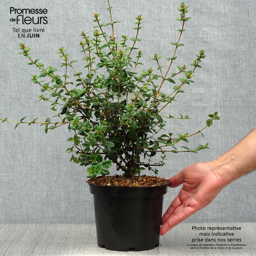 Spécimen de Myrtus ugni ou Ugni molinae Elite Pot de 2L/3L tel que livré en été