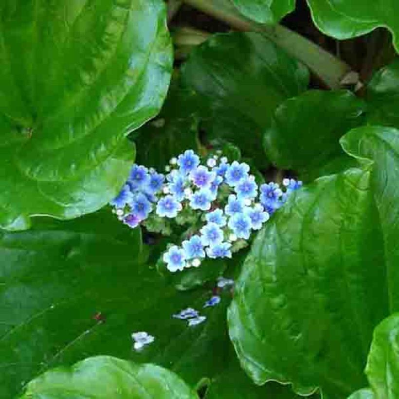 Myosotidium hortensia (Floraison)