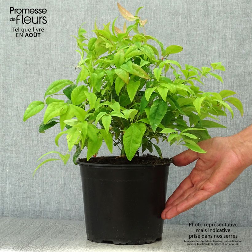 Spécimen de Nandina domestica Wood's Dwarf - Bambou sacré nain Pot de 2L/3L tel que livré en été