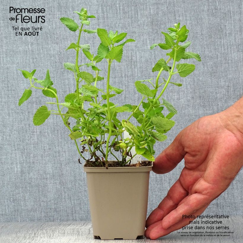Spécimen de Nepeta grandiflora Zinser's Giant - Herbe à chats géante Godet de 8/9 cm tel que livré en été