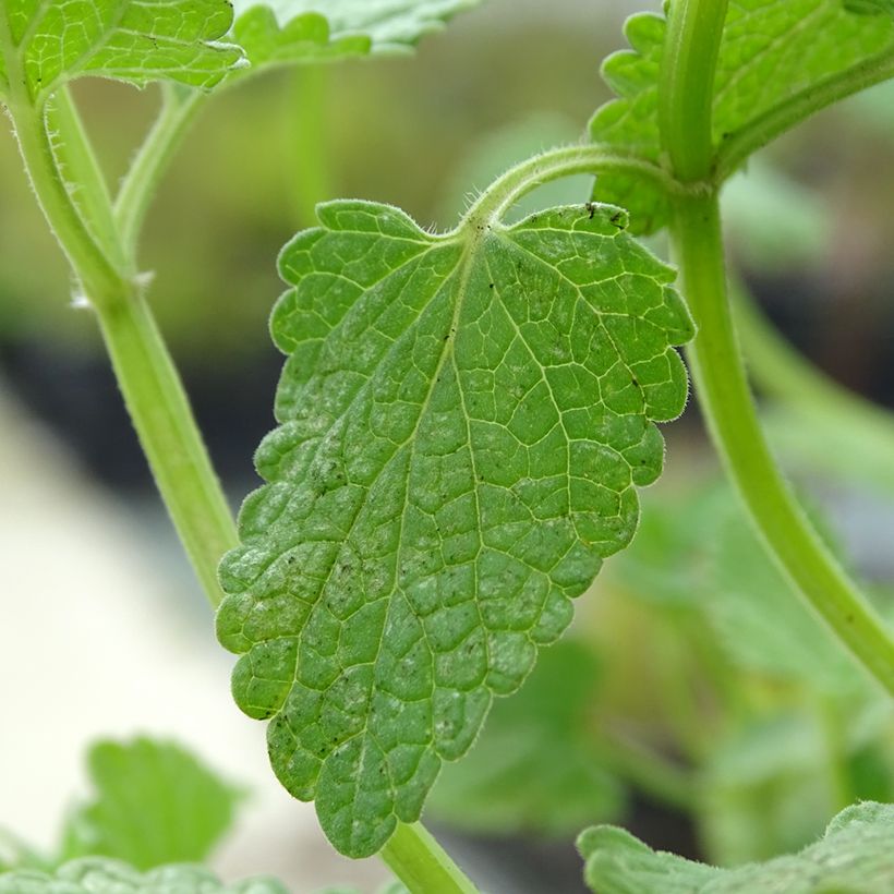 Nepeta grandiflora Zinser's Giant - Herbe à chats géante (Feuillage)