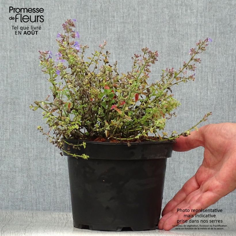 Spécimen de Nepeta Kit Cat - Chataire Pot de 2L/3L tel que livré en été