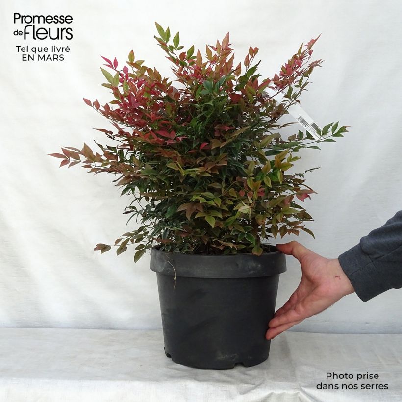 Spécimen de Nandina Obsessed Seika - Bambou sacré en pot de 10L tel que livré au printemps