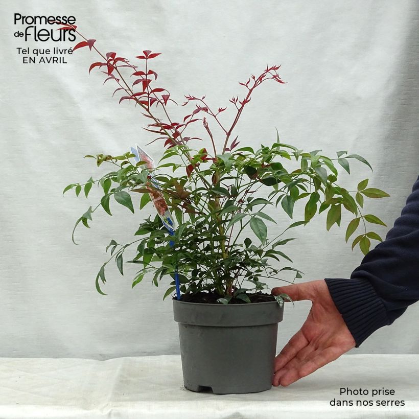 Spécimen de Nandina Obsessed Seika - Bambou sacré en pot de 2L/3L tel que livré au printemps