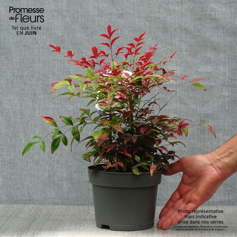 Spécimen de Nandina Obsessed Seika - Bambou sacré Pot de 2L/3L tel que livré en été