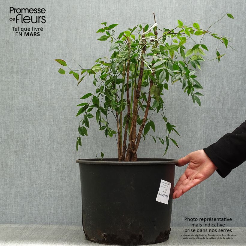 Spécimen de Nandina domestica - Bambou sacré - Pot de 20L tel que livré au printemps