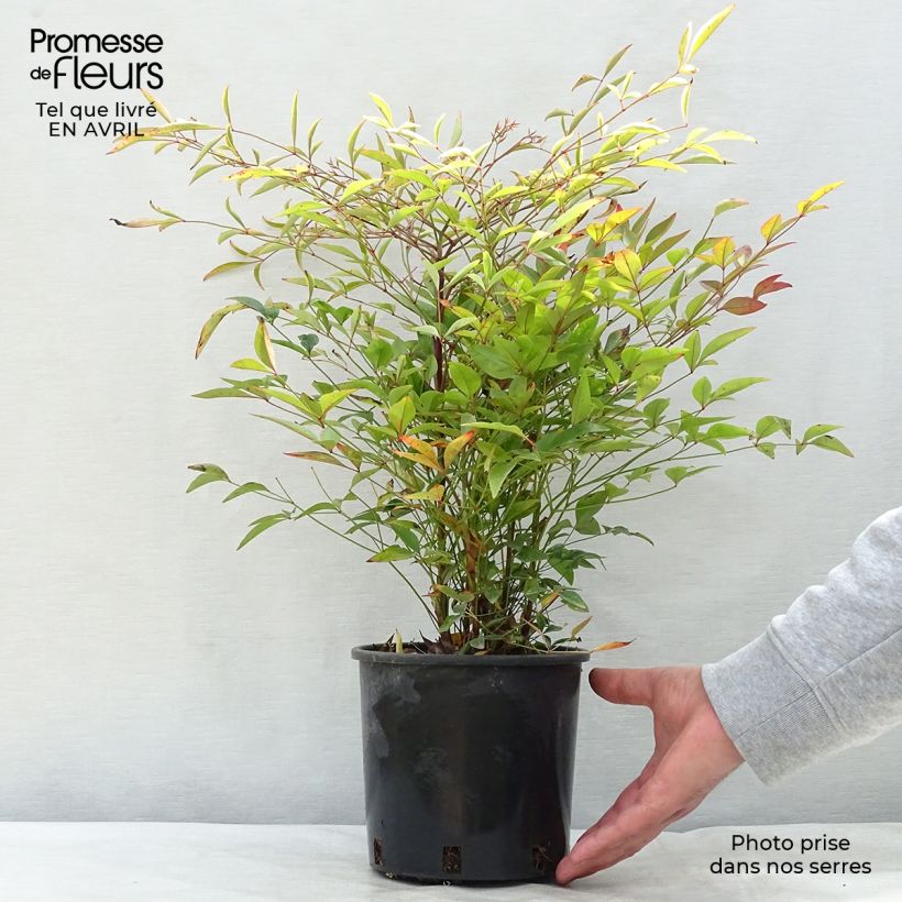 Spécimen de Nandina domestica - Bambou sacré - Pot de 2L/3L tel que livré au printemps