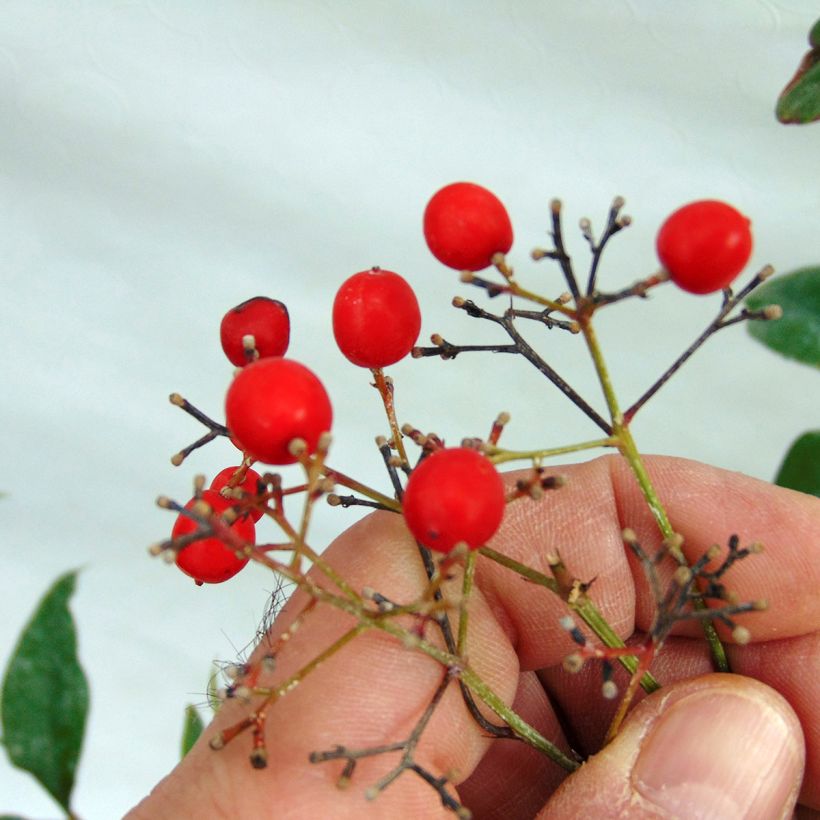 Nandina domestica - Bambou sacré (Récolte)