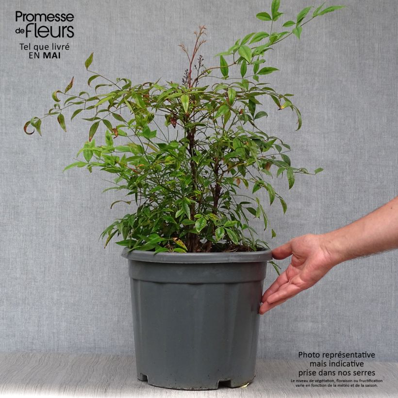 Spécimen de Nandina domestica - Bambou sacré - Pot de 7.5L/10L 50/60 cm tel que livré au printemps