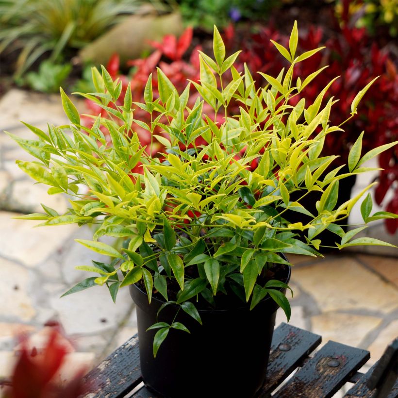 Bambou sacré - Nandina domestica Brightlight (Port)