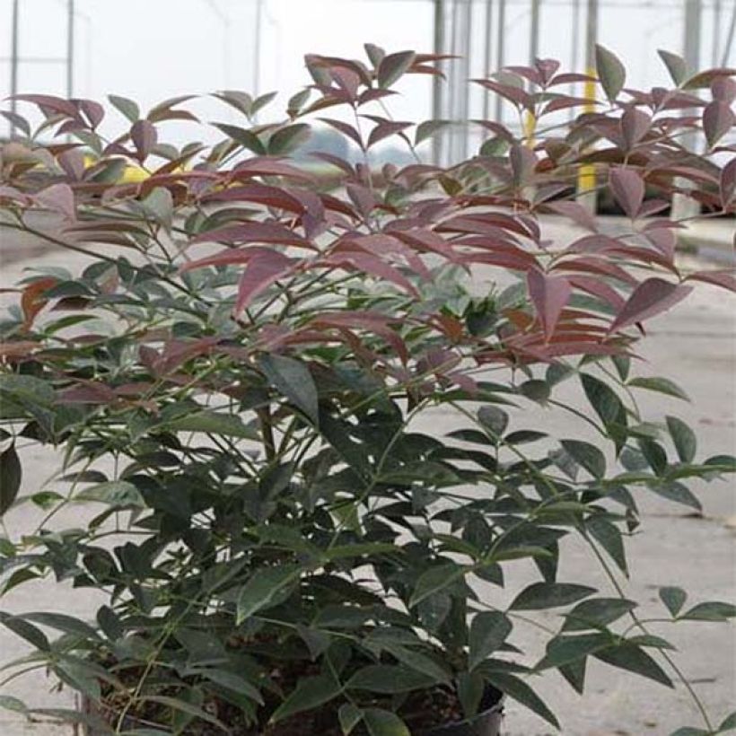 Nandina domestica Flirt - Bambou sacré nain (Feuillage)