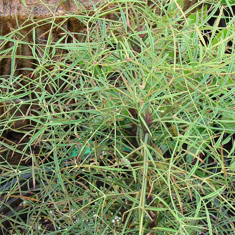 Nandina domestica Filamentosa - Bambou sacré  (Feuillage)