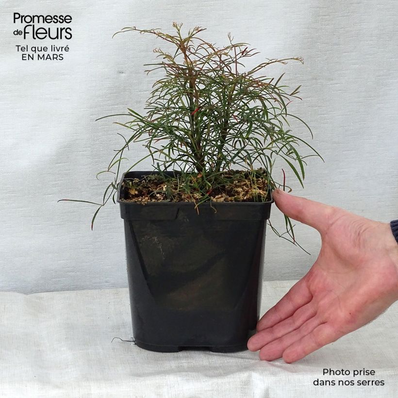 Spécimen de Nandina domestica Filamentosa - Bambou sacré  Pot de 2L/3L tel que livré au printemps