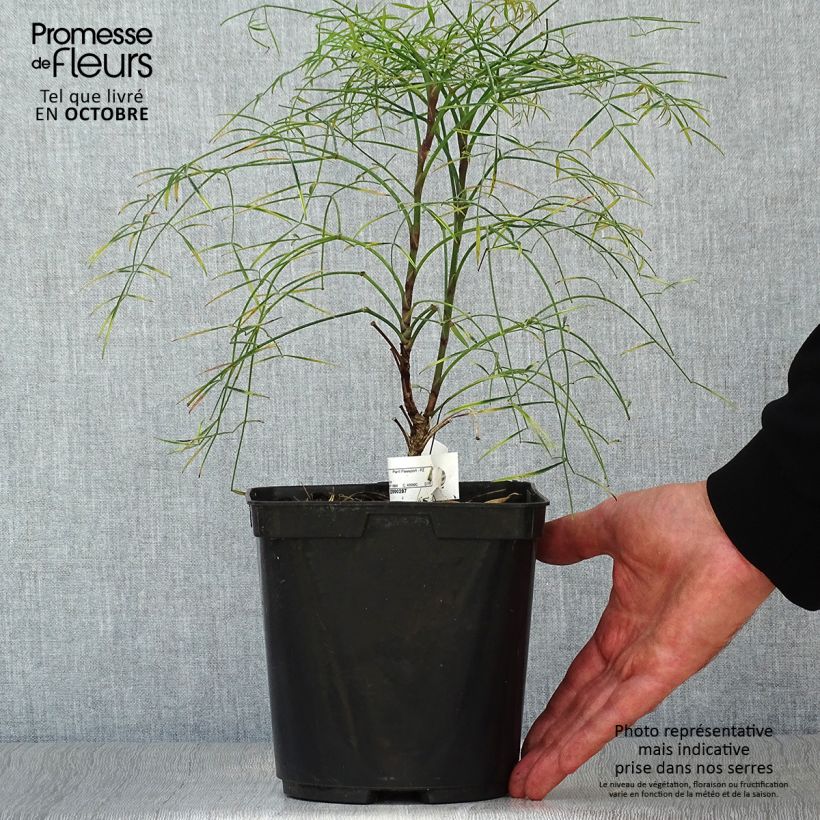 Spécimen de Nandina domestica Filamentosa - Bambou sacré  Pot de 2L/3L tel que livré en automne