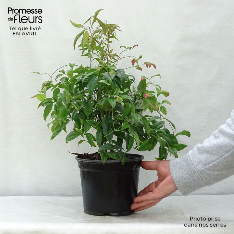 Spécimen de Nandina domestica Fire Power - Bambou sacré  Pot de 2L/3LHauteur livrée env. 20/30cm tel que livré au printemps