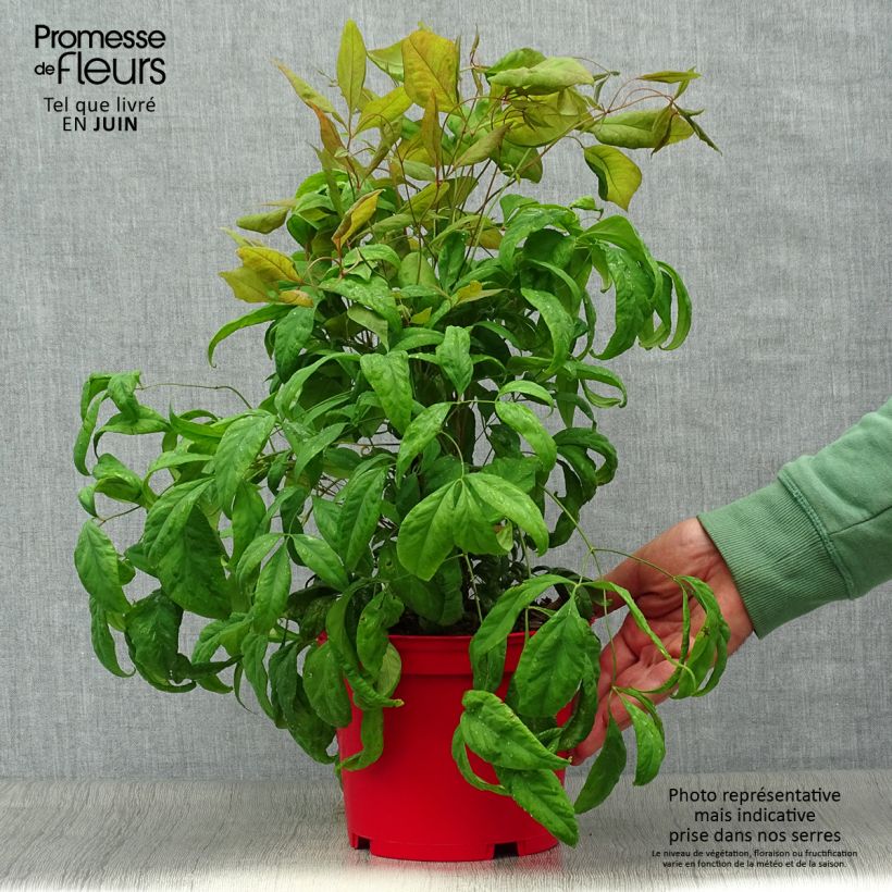 Spécimen de Nandina domestica Fire Power - Bambou sacré  Pot de 2L/3L tel que livré en été