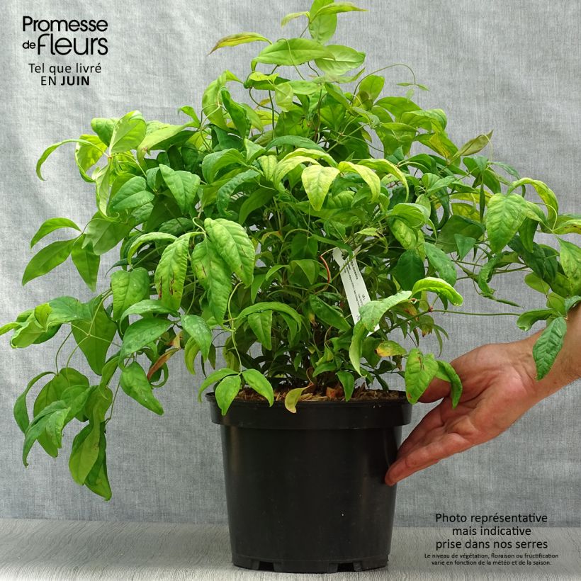Spécimen de Nandina domestica Fire Power - Bambou sacré  Pot de 4L/5L tel que livré en été