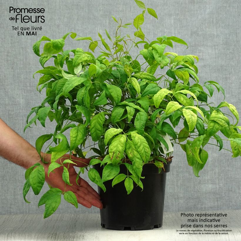Spécimen de Nandina domestica Fire Power - Bambou sacré  Pot de 4L/5LHauteur livrée env. 40cm tel que livré au printemps