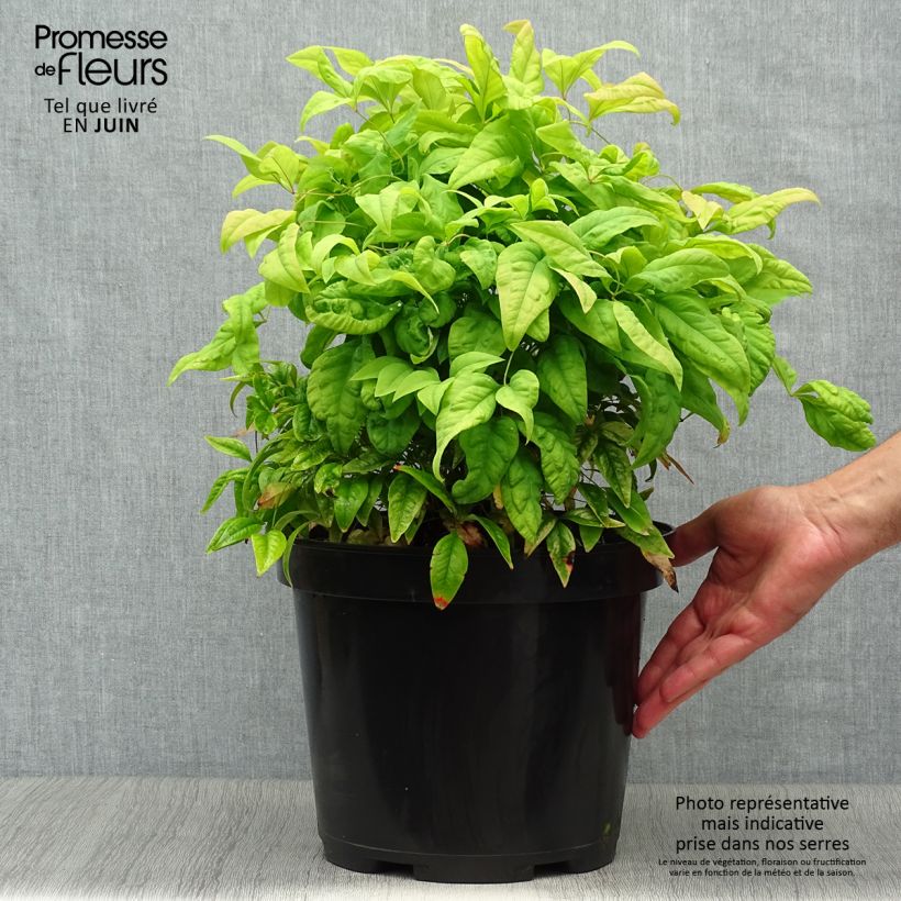 Spécimen de Nandina domestica Fire Power - Bambou sacré  Pot de 7,5L/10L tel que livré en été