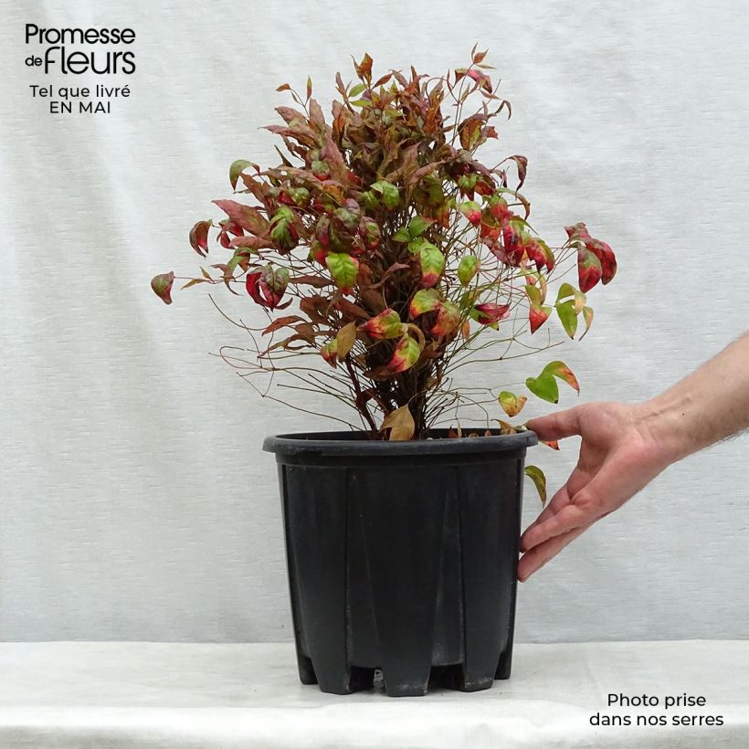 Spécimen de Nandina domestica Fire Power - Bambou sacré  Pot de 7,5L/10LHauteur livrée env. 30/50cm tel que livré au printemps
