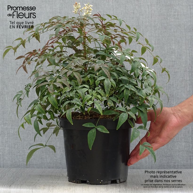 Spécimen de Nandina domestica Flirt - Bambou sacré nain Pot de 3L/4L tel que livré en automne