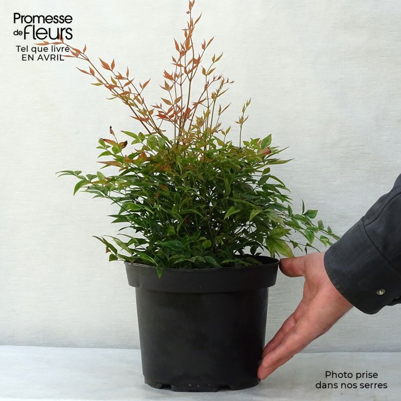 Spécimen de Nandina domestica Gulf Stream - Bambou sacré orange cuivre C2L/3L tel que livré au printemps