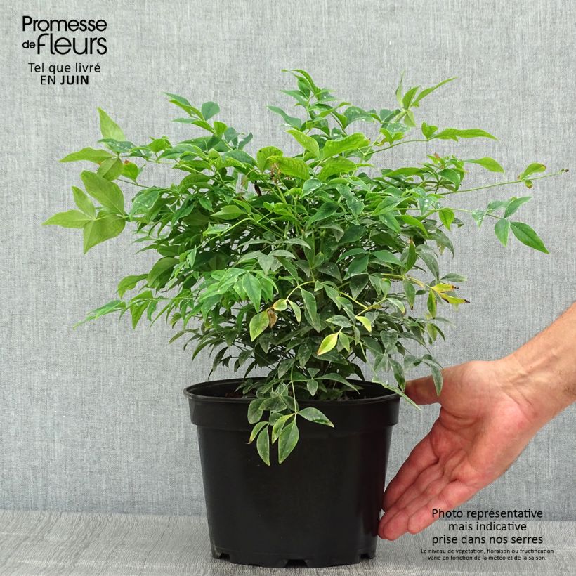 Spécimen de Nandina domestica Gulf Stream - Bambou sacré orange cuivre Pot de 2L/3L tel que livré en été