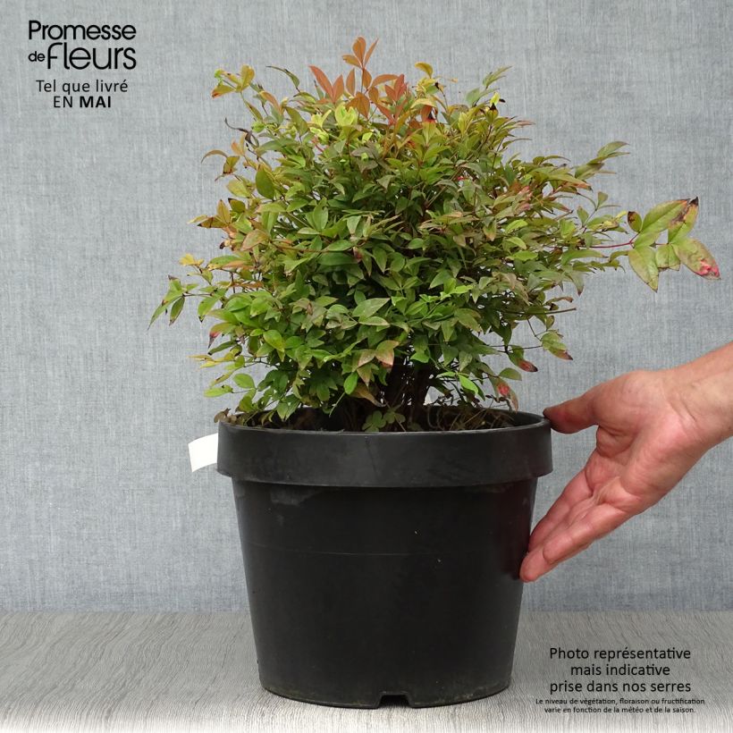Spécimen de Nandina domestica Gulf Stream - Bambou sacré orange cuivre en pot de 7,5L/10L tel que livré au printemps