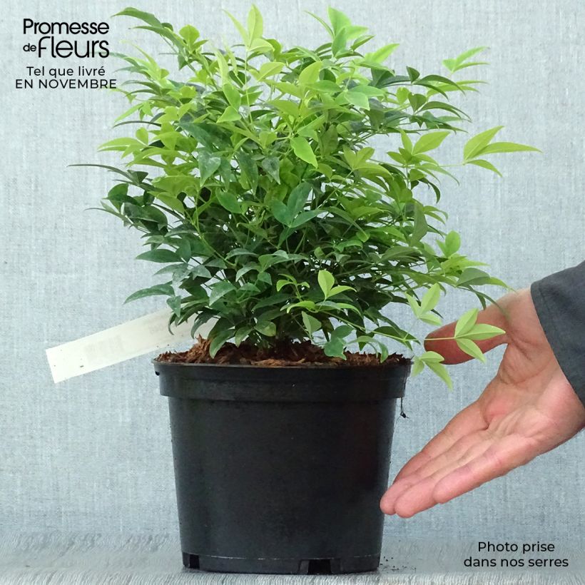 Spécimen de Nandina domestica Lemon Lime - Bambou sacré tel que livré en automne