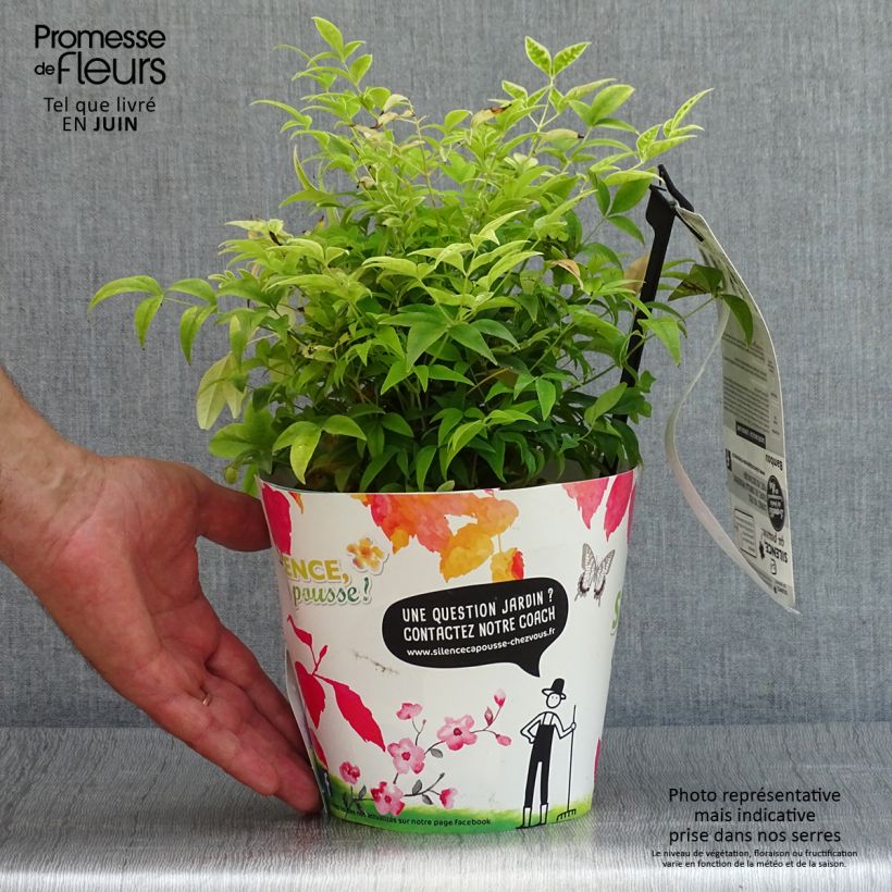 Spécimen de Nandina domestica Lemon Lime - Bambou sacré Pot de 2L/3L tel que livré en été