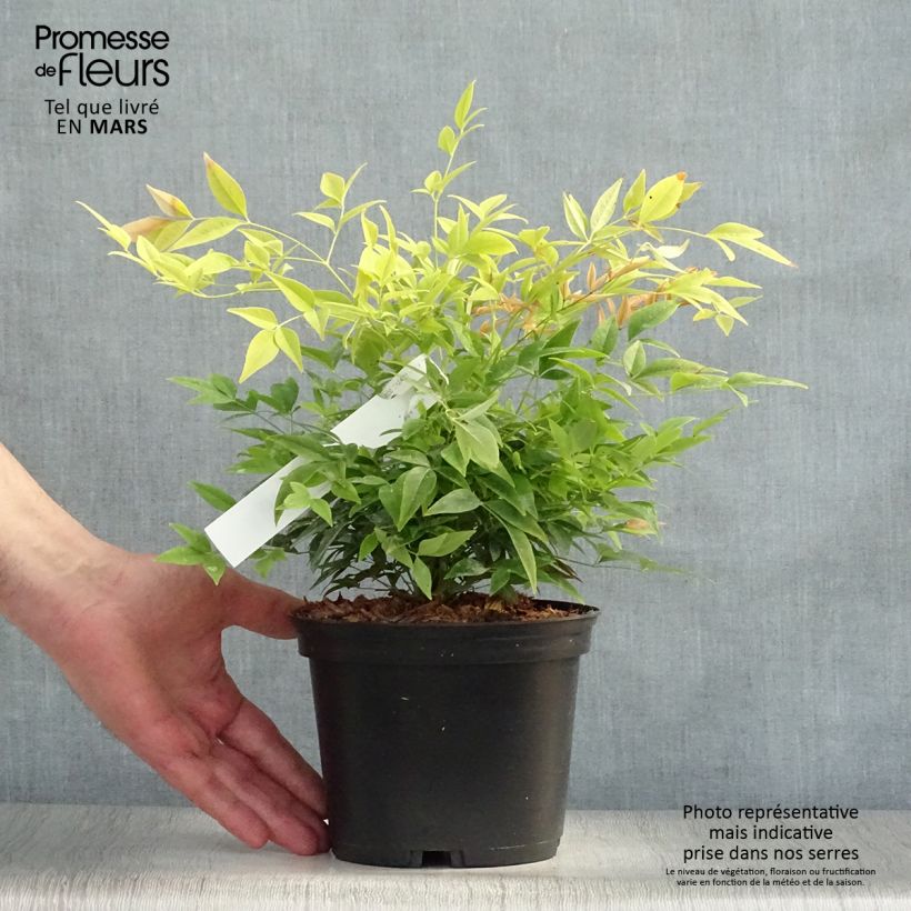 Spécimen de Nandina domestica Lemon Lime - Bambou sacré Pot de 2L/3LHauteur livrée env. 20/30cm tel que livré au printemps