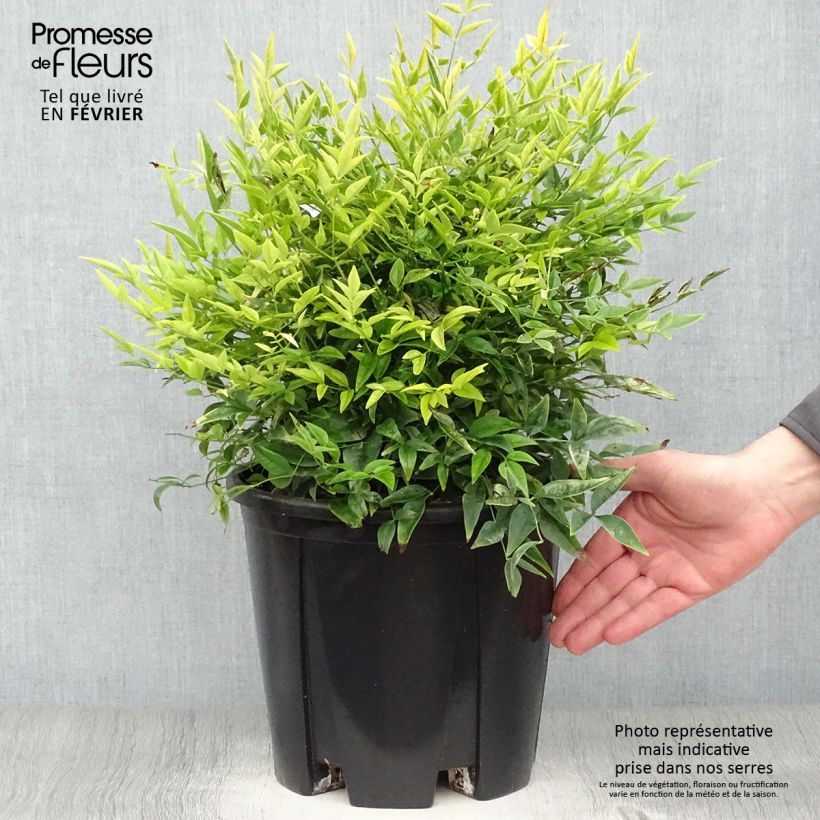 Spécimen de Nandina domestica Lemon Lime - Bambou sacré tel que livré en hiver
