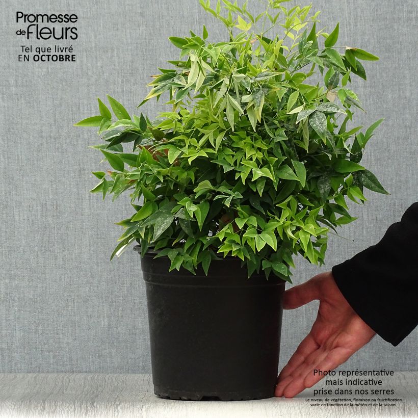 Spécimen de Nandina domestica Lemon Lime - Bambou sacré tel que livré en automne