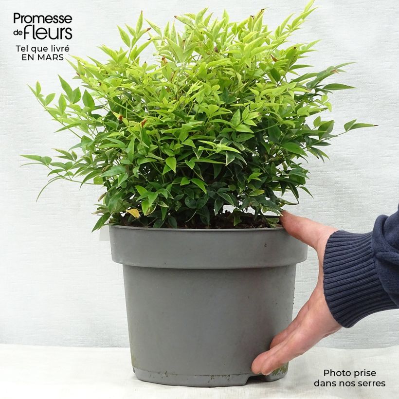 Spécimen de Nandina domestica Lemon Lime - Bambou sacré Pot de 4L/5LHauteur livrée env. 30/40cm tel que livré au printemps