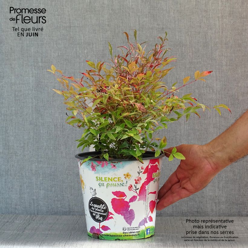 Spécimen de Nandina domestica Red Light - Bambou sacré nain - Pot de 4L/5L tel que livré au printemps